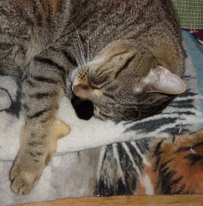 Tristan keeps his tail close.